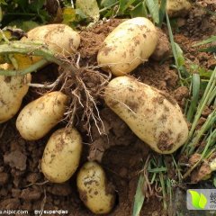 河北万全荷兰十五土豆火爆招商中