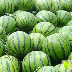 黑龙江海北镇地雷瓜西瓜圆润饱满，味美多汁