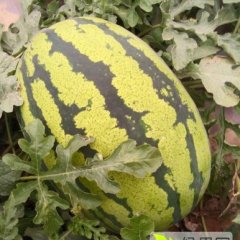 甘肃 庆阳 宁县 西瓜熟了