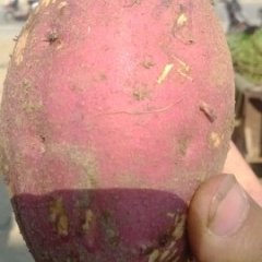 河南南阳苏薯8号价格适宜