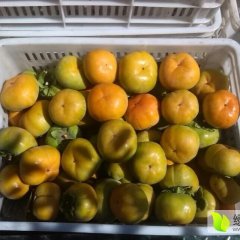 陕西大荔脆柿子价格行情平稳