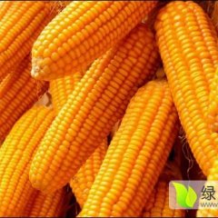 河南通许县 大量供应烘干玉米