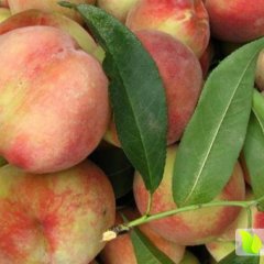 陕西大荔富岛桃王蜜桃早买早赚