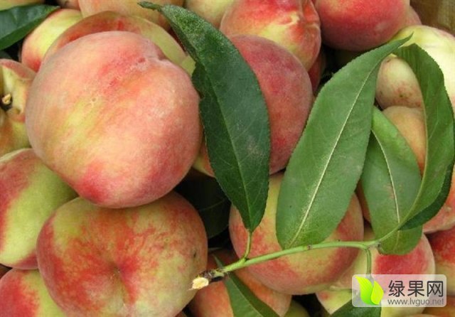 富岛桃王 - 绿果网