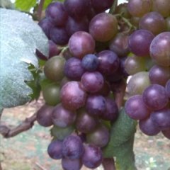 山东曲阜巨峰葡萄粒粒饱满，肉满汁多