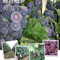 河北柏乡巨峰葡萄香甜可口即将上市