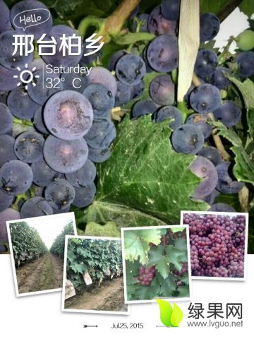 2014年河北柏乡巨峰葡萄价格