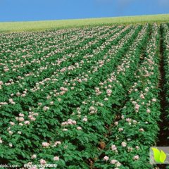 河北围场荷兰十五土豆产销两旺