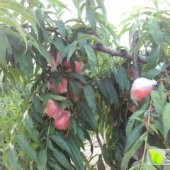 陕西大荔红布软蜜桃口感爽口
