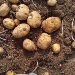 吉林公主岭延薯四号开始大批量上市