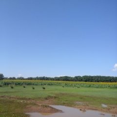 长期出售葵花籽，土豆