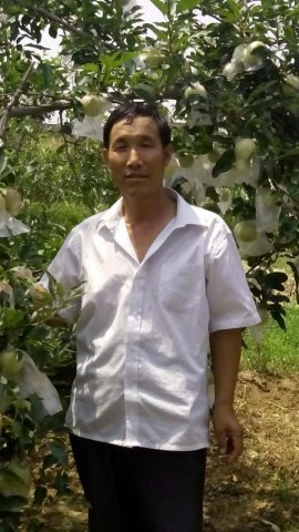 2015年陕西澄城红苹果价格