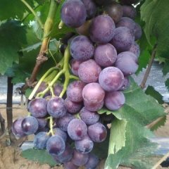 平邑县武台镇南武沟村藤稔葡萄大量销售中