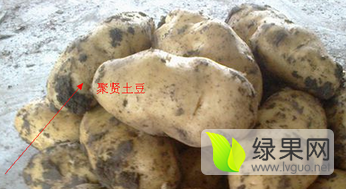 河北围场土豆营养丰富