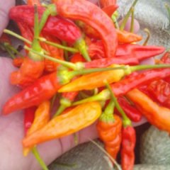 江西信丰野山椒椒型好颜色鲜艳