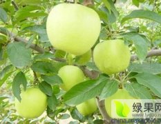 宁夏中宁黄元帅苹果代办-优质苹果基地产区