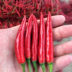 金乡辣椒何去何从,鸡黍申海兵诚信合作