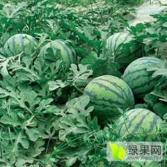 黑龙江地雷瓜西瓜皮薄汁多，瓢沙脆甜
