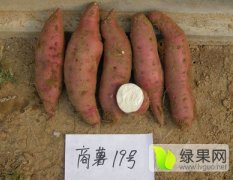 枣阳红薯基地商薯19号