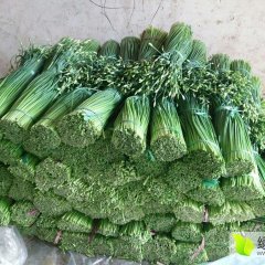 2015莘县韭菜收购工作全面开展