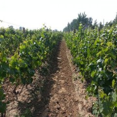 山东曲阜万亩巨峰葡萄大量上市！