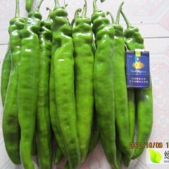 山东青州秋季辣椒螺丝椒线椒蔬菜大量上市。