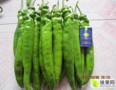 山东青州秋季辣椒螺丝椒线椒蔬菜大量上市。