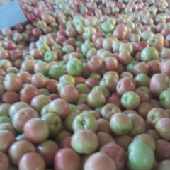 东昌府西红柿是名优特产,沙镇刘刚诚信合作