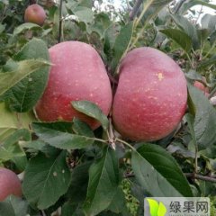 临猗苹果著名品种北辛张鑫茳诚信合作社
