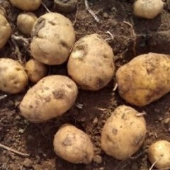 公主岭怀德《延薯4号》