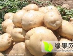 2016公主岭土豆火爆销售中