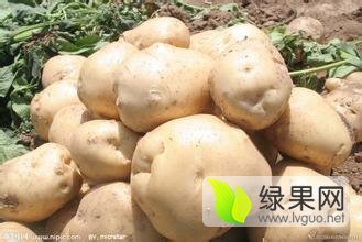 2016公主岭土豆火爆销售中