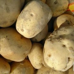 2019年会宁土豆上市，价格在0.3--0.7元