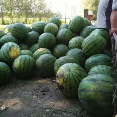 海伦海北镇志国七号西瓜嘎嘎甜