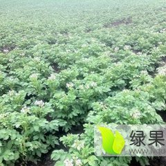 多伦上都蒙艳龙8月荷兰十五土豆