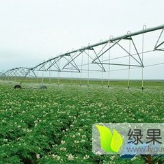 2015多伦土豆现在订货有惊喜