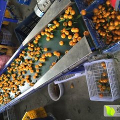 南丰蜜橘果色金黄、皮薄肉嫩