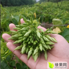 广西港北夜香花香甜可口