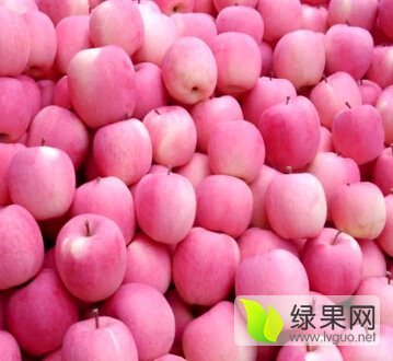 2015年山东莘县嘎啦价格
