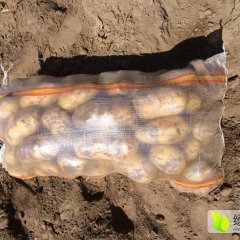 2015围场土豆俏销大江南北