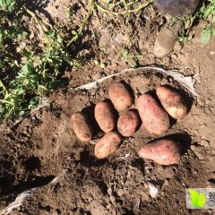 2015围场土豆收购工作全面开展