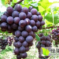2015青岛平度（葡萄）现在订货有惊喜