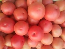 凌海右卫硬粉西红柿价格适宜