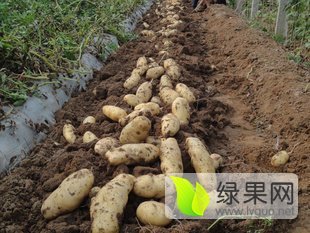 锦州土豆营养丰富东花李亮诚信合作