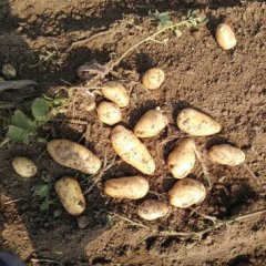 锦州凌海土豆荷兰刘洪涛