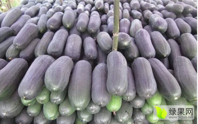 2015年河南博爱子弹头黑皮冬瓜价格