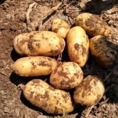 围场广发荷兰十五土豆货源充足