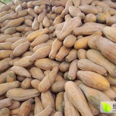 2015君山南瓜俏销大江南北