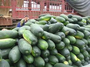 夏邑子弹头黑皮冬瓜质量上等