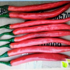 平度市明村镇红泡椒，物美价廉18153269345